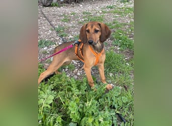 Mila, ein fröhliches, verschmustes Hundekind