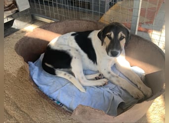 Belle, sie möchte ihre Familie für immer finden