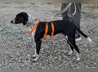 Salomé ...eine liebe und gut sozialisierte Welpine wartet in Deutschland