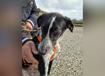 Salomé ...eine liebe und gut sozialisierte Welpine wartet in Deutschland