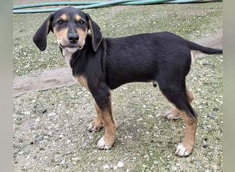 Ayko  möchte bald nach Hause kommen