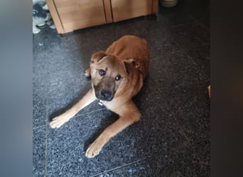 Sam sucht eine Familie
