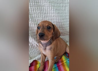 Pippilotta, eine fröhliche Welpine