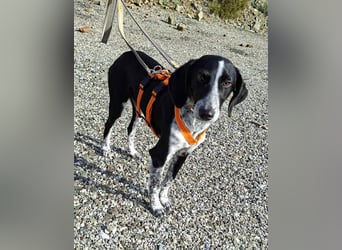 Salomé ...eine liebe und gut sozialisierte Welpine wartet in Deutschland