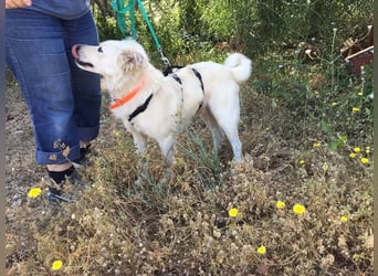 Charlie, er sucht sportliche und fröhliche Menschen