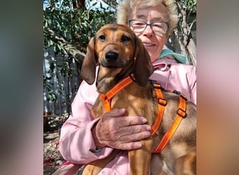 Mila, ein fröhliches, verschmustes Hundekind