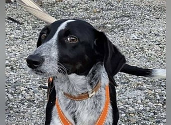 Salomé ...eine liebe und gut sozialisierte Welpine wartet in Deutschland