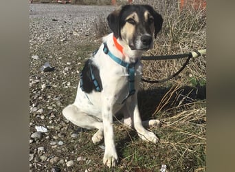 Belle, sie möchte ihre Familie für immer finden