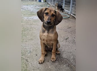 Mila, ein fröhliches, verschmustes Hundekind