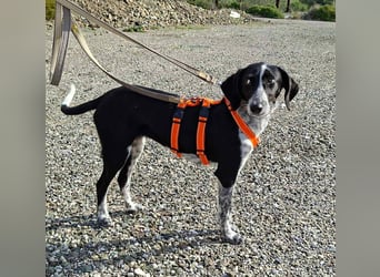 Salomé ...eine liebe und gut sozialisierte Welpine wartet in Deutschland