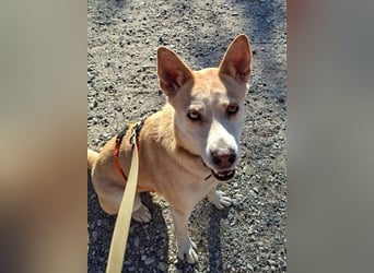 Wilf...eine Seele von Hund sucht Dich