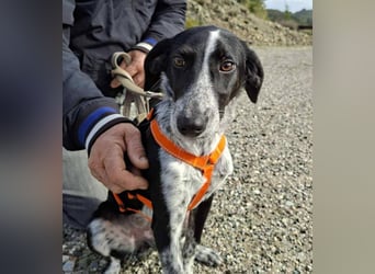 Salomé ...eine liebe und gut sozialisierte Welpine wartet in Deutschland