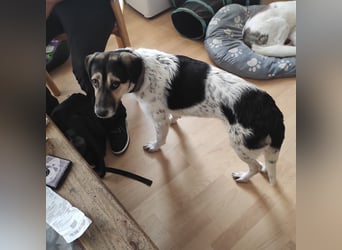 Bella sucht dringend ihre Menschen.....