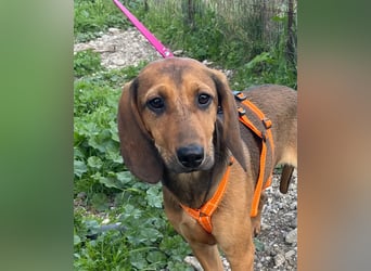 Mila, ein fröhliches, verschmustes Hundekind