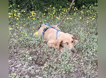 Baloo, ein kleiner Hundebub sucht sein Zuhause