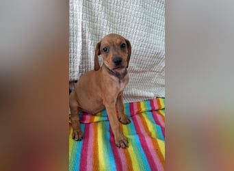 Pippilotta, eine fröhliche Welpine