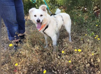 Charlie, er sucht sportliche und fröhliche Menschen