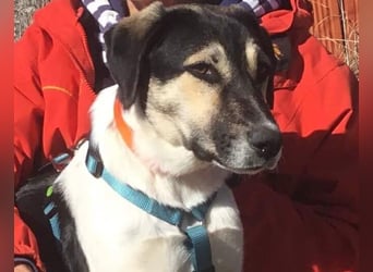 Belle, sie möchte ihre Familie für immer finden