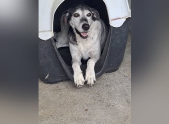Hundeomi ALICE möchte endlich ein eigenes Zuhause finden!