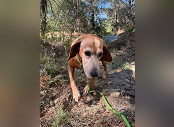 Wundervolle alte Hundedame MAGGIE sucht eine Familie oder Endpflegestelle