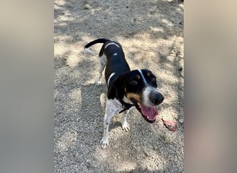 Wunderhübscher und super fröhlicher Junghund BENJI sucht eine Familie