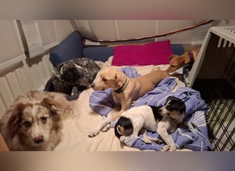 Sensibler, fröhlicher und feinfühliger Junghund FIDO sucht eine Familie!