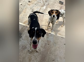 Wunderhübscher und super fröhlicher Junghund BENJI sucht eine Familie