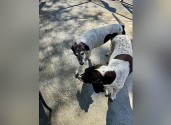 Hundeomi ALICE möchte endlich ein eigenes Zuhause finden!