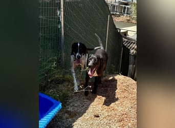 Wunderhübscher und super fröhlicher Junghund BENJI sucht eine Familie