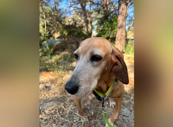 Wundervolle alte Hundedame MAGGIE sucht eine Familie oder Endpflegestelle