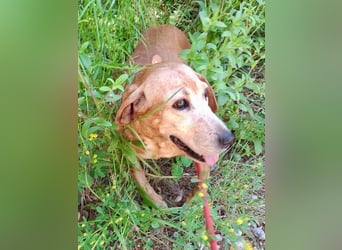 Wundervolle alte Hundedame MAGGIE sucht eine Familie oder Endpflegestelle