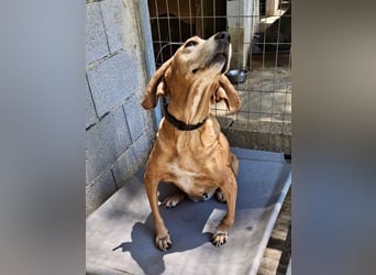Wundervolle alte Hundedame MAGGIE sucht eine Familie oder Endpflegestelle