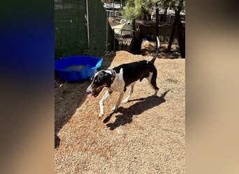 Wunderhübscher und super fröhlicher Junghund BENJI sucht eine Familie