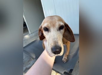 Wundervolle alte Hundedame MAGGIE sucht eine Familie oder Endpflegestelle