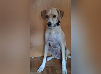 Sensibler, fröhlicher und feinfühliger Junghund FIDO sucht eine Familie!