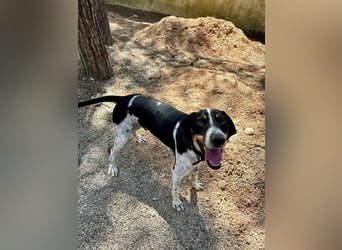 Wunderhübscher und super fröhlicher Junghund BENJI sucht eine Familie