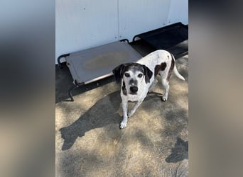 Hundeomi ALICE möchte endlich ein eigenes Zuhause finden!