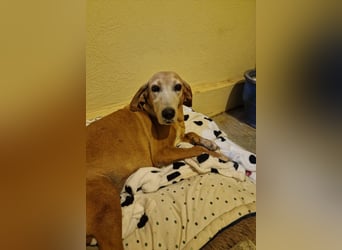 Wundervolle alte Hundedame MAGGIE sucht eine Familie oder Endpflegestelle