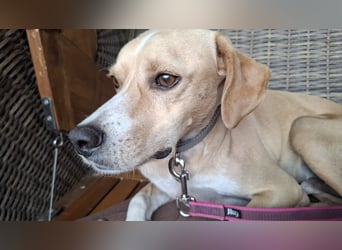 Sensibler, fröhlicher und feinfühliger Junghund FIDO sucht eine Familie!