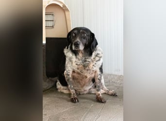 Sensible und schüchterne Maus BESSIE sucht eine eigene Familie!