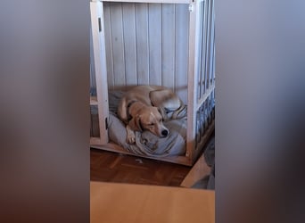 Sensibler, fröhlicher und feinfühliger Junghund FIDO sucht eine Familie!