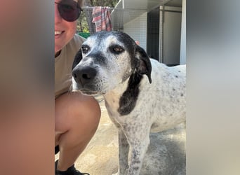 Hundeomi ALICE möchte endlich ein eigenes Zuhause finden!