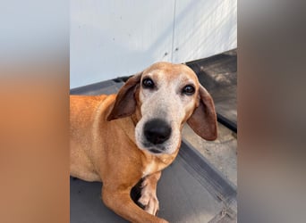 Wundervolle alte Hundedame MAGGIE sucht eine Familie oder Endpflegestelle