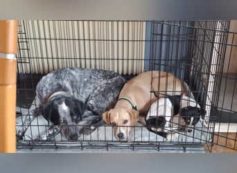 Sensibler, fröhlicher und feinfühliger Junghund FIDO sucht eine Familie!