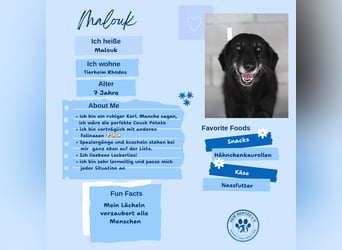 Grinsebacke MALOUK sucht eine eigene Familie