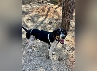 Wunderhübscher und super fröhlicher Junghund BENJI sucht eine Familie