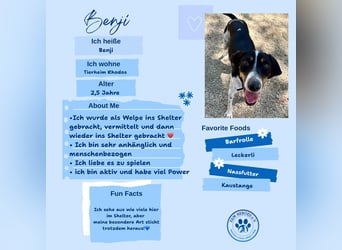 Wunderhübscher und super fröhlicher Junghund BENJI sucht eine Familie