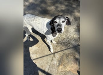 Hundeomi ALICE möchte endlich ein eigenes Zuhause finden!