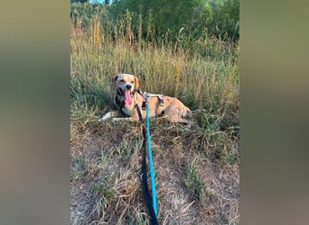 Sensibler, fröhlicher und feinfühliger Junghund FIDO sucht eine Familie!