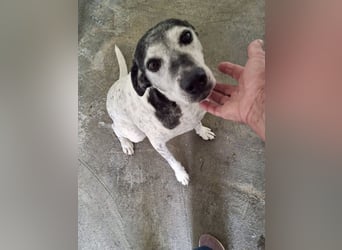 Hundeomi ALICE möchte endlich ein eigenes Zuhause finden!